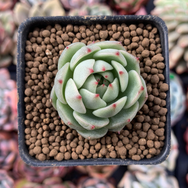 Echeveria 'Mountain Rose' 1" New Hybrid Small Succulent Plant