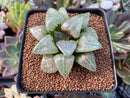 Haworthia 'Spring Water' 3" Succulent Plant