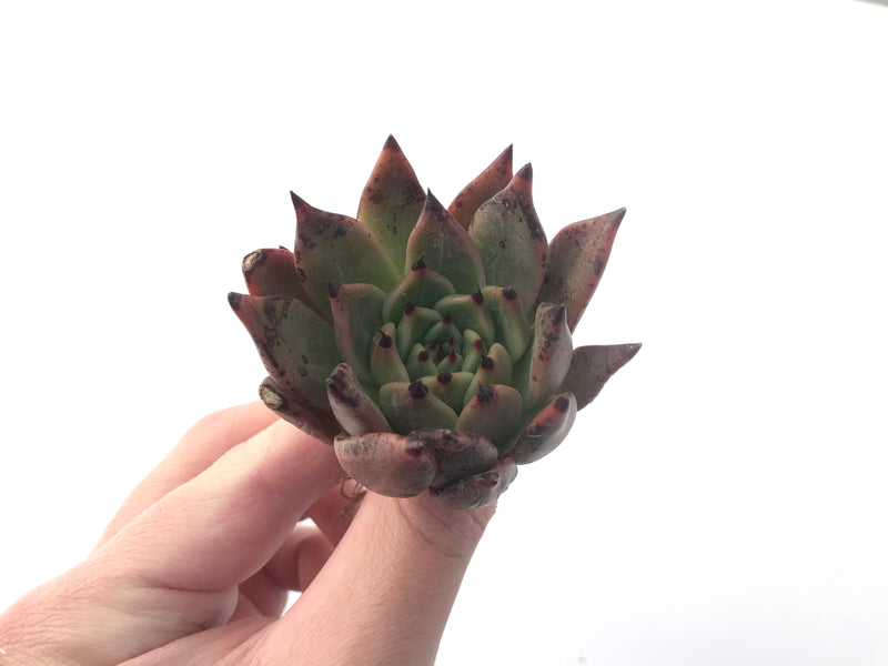 Echeveria Agavoides 'Sarabony' 2" Succulent Plant