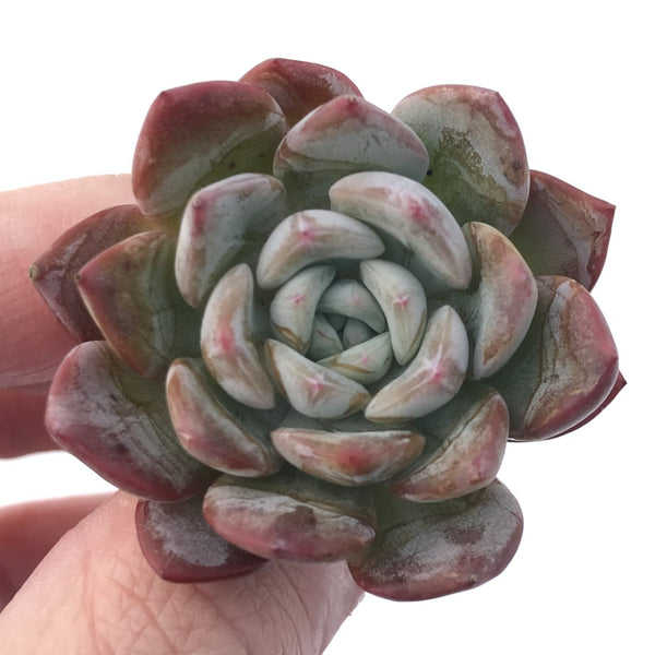 Echeveria 'Timothy' 1" Succulent Plant