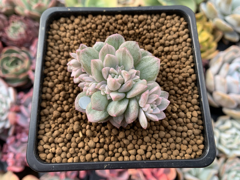 Echeveria 'Little Rose' Variegated 1"-2" Succulent Plant