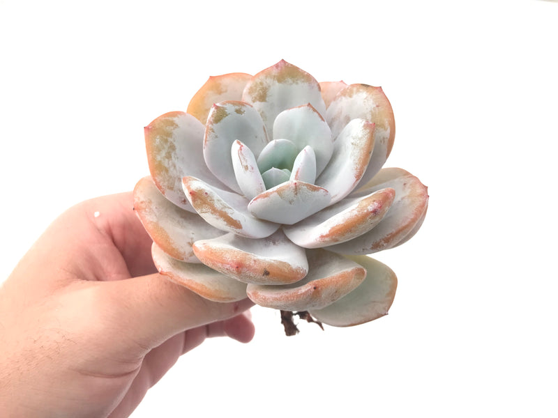 Echeveria 'Cream Tea' 4" Powdery Large Succulent Plant