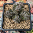 Crassula 'Buddha's Temple' 2"-3" Succulent Plant