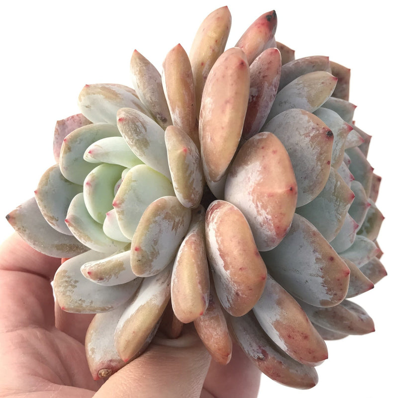 Echeveria 'Orange Monroe' 5" Cluster Large Powdery Succulent Plant