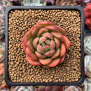 Echeveria Agavoides 'Cagliari' 1" Succulent Plant