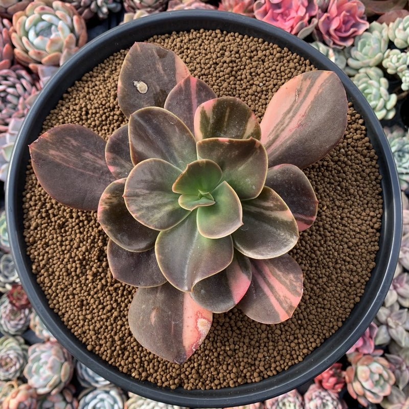 Echeveria 'Primadonna' Variegated 5" Succulent Plant