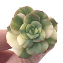 Echeveria 'Nicksana' Variegated 1" Succulent Plant