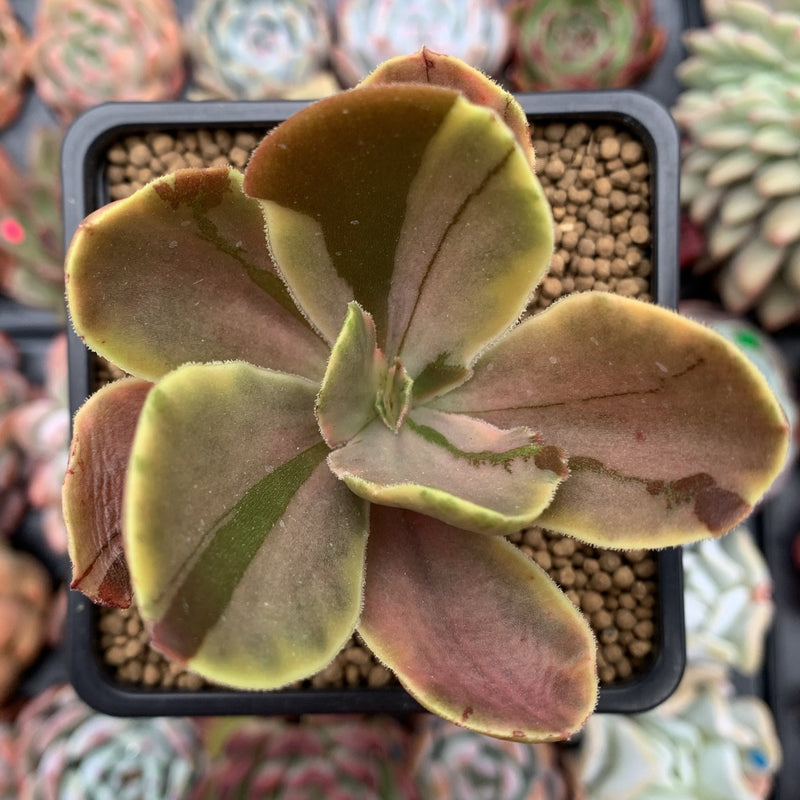 Echeveria 'Fimbriata' Variegated AKA 'Fasciculata' 3" Succulent Plant