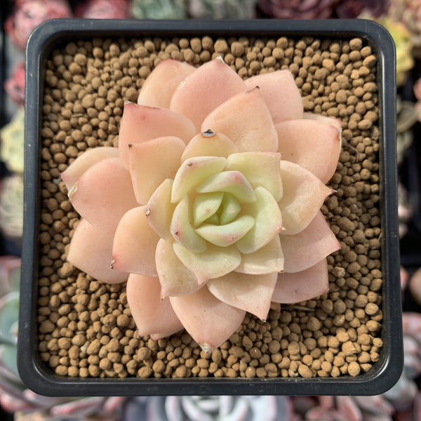 Echeveria 'Fun Queen' 2" Succulent Plant