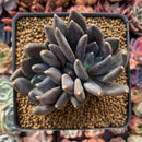 Echeveria Agavoides 'Black Swan' Double Headed Cluster 4" Succulent Plant