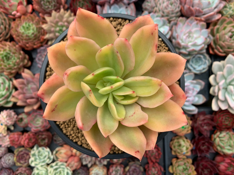 Echeveria 'Golden Glow' Variegated 5" Succulent Plant