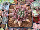 Pachyphytum 'Angels Finger' 2" Succulent Plant