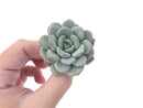 Echeveria 'Ice Cream' 2" Powdery Succulent Plant