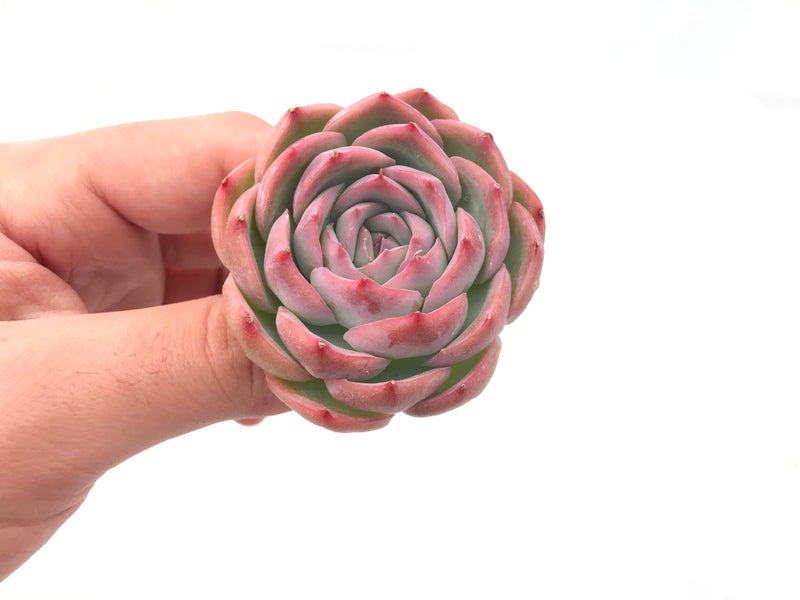 Echeveria 'Silhouette' 2"-3” Rare Succulent Plant