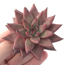 Echeveria Agavoides 'Sirus' 3" Succulent Plant