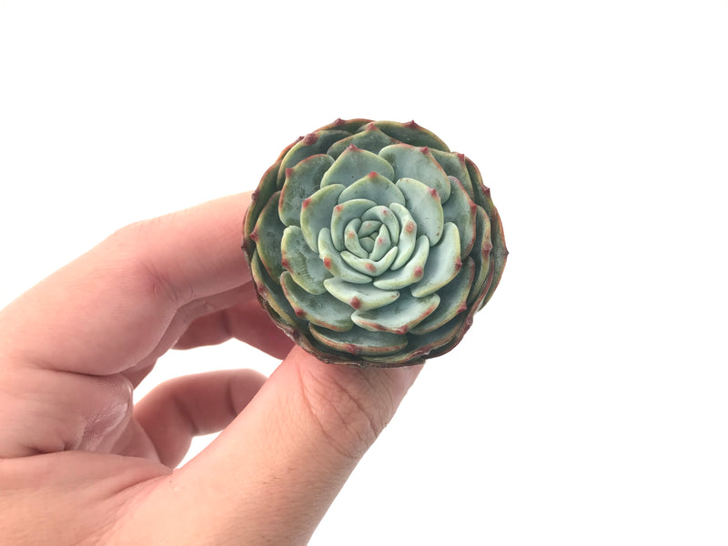 Echeveria 'Mont Blanc' 3" Powdery Succulent Plant