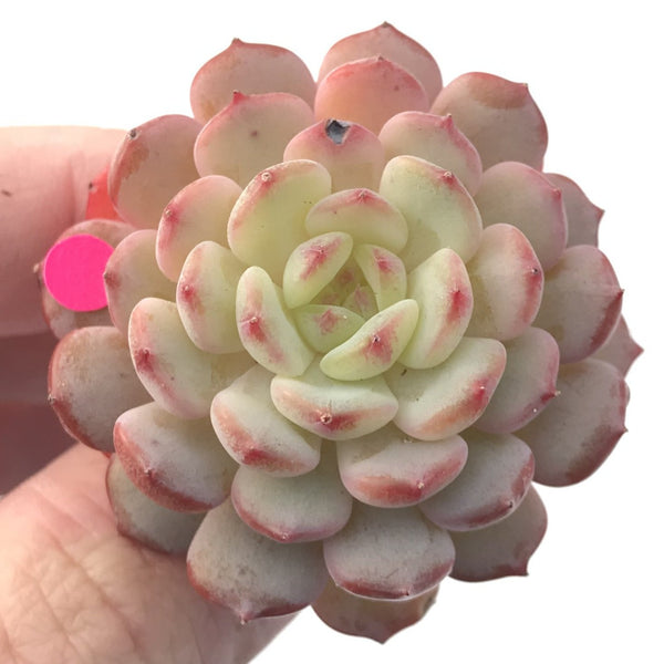 Echeveria 'White Farm' 1"-2" New Hybrid Succulent Plant