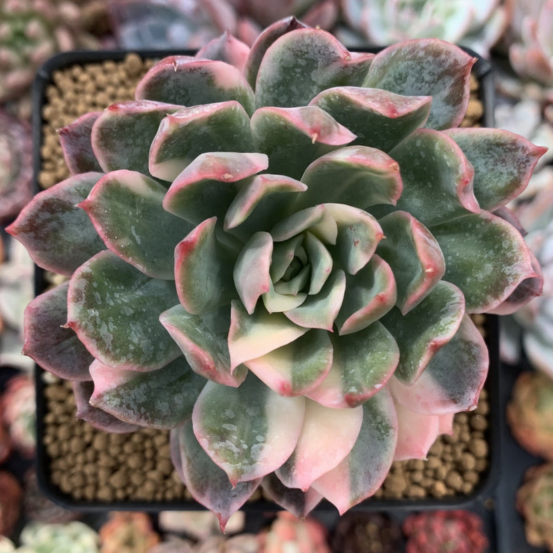 Echeveria 'Bradburiana' Variegated 4" Succulent Plant