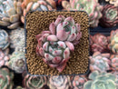 Echeveria 'Gold Peach' 1"-2" Succulent Plant