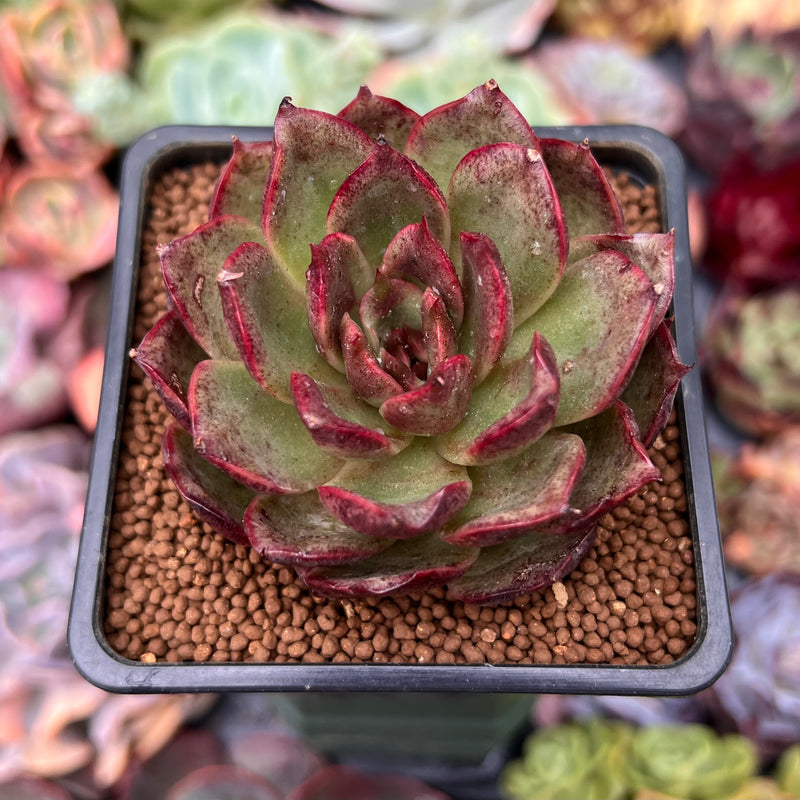 Echeveria sp. 2" Air Magic Hybrid Succulent Plant