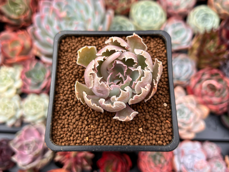 Echeveria 'Apricot' 1" Succulent Plant