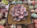 Echeveria Agavoides 'Tinkerbell' 3" Succulent Plant