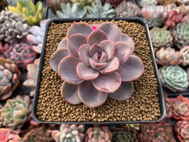 Echeveria Agavoides 'Tinkerbell' 3" Succulent Plant