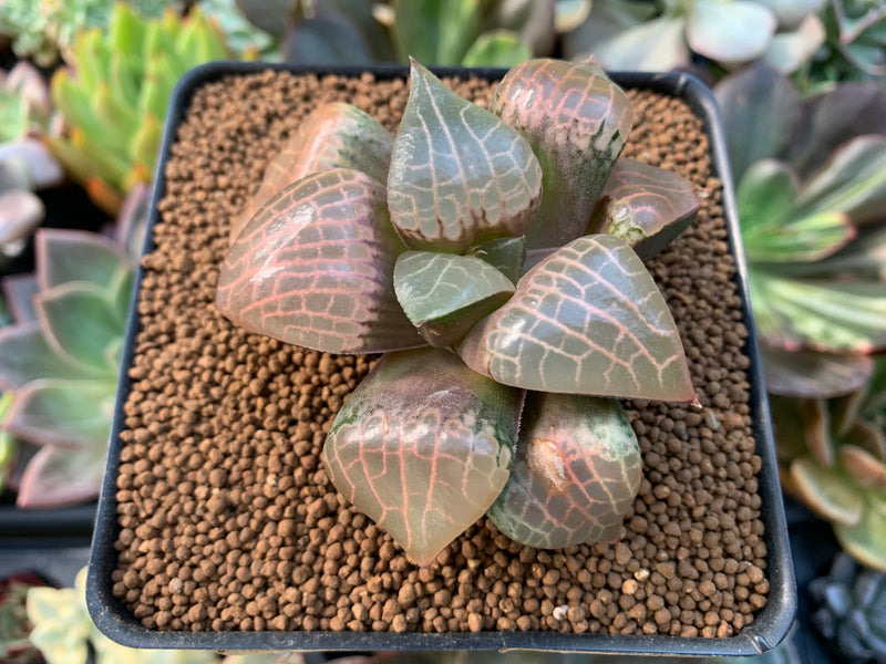 Haworthia Comptoniana 'Crystal' 2"-3" Succulent Plant