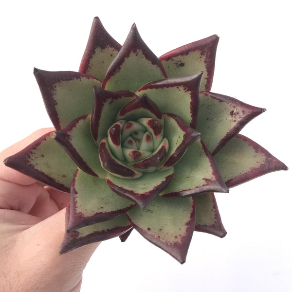 Echeveria Agavoides 'Black Edge' Superclone 5" Succulent Plant