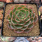 Echeveria Agavoides 'Red Fantasy' 4" Succulent Plant