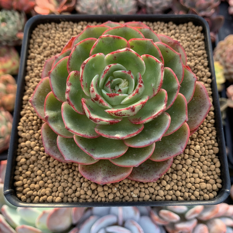 Echeveria Agavoides 'Red Fantasy' 4" Succulent Plant