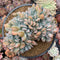 Echeveria 'Marina' Crested 6" Succulent Plant