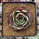 Echeveria Agavoides 'Pink Flora' 2"-3" Succulent Plant