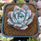 Echeveria 'Trumso' 1"-2" Powdery Succulent Plant