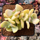 Sedum Allantoides 'Banana Beauty' 3" Cluster Succulent Plant