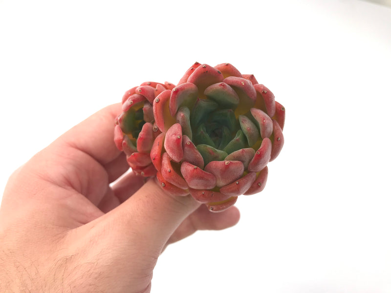 Echeveria 'Cortes' 3" Succulent Plant