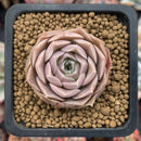 Echeveria 'Simulans Ascension' Hybrid 1" Succulent Plant