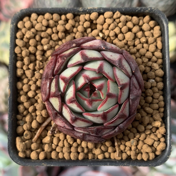 Echeveria 'Ailina' 1"-2" New Hybrid Succulent Plant