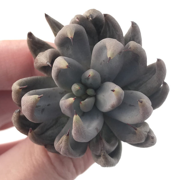 Echeveria 'Unguiculata' 2" Rare Succulent Plant