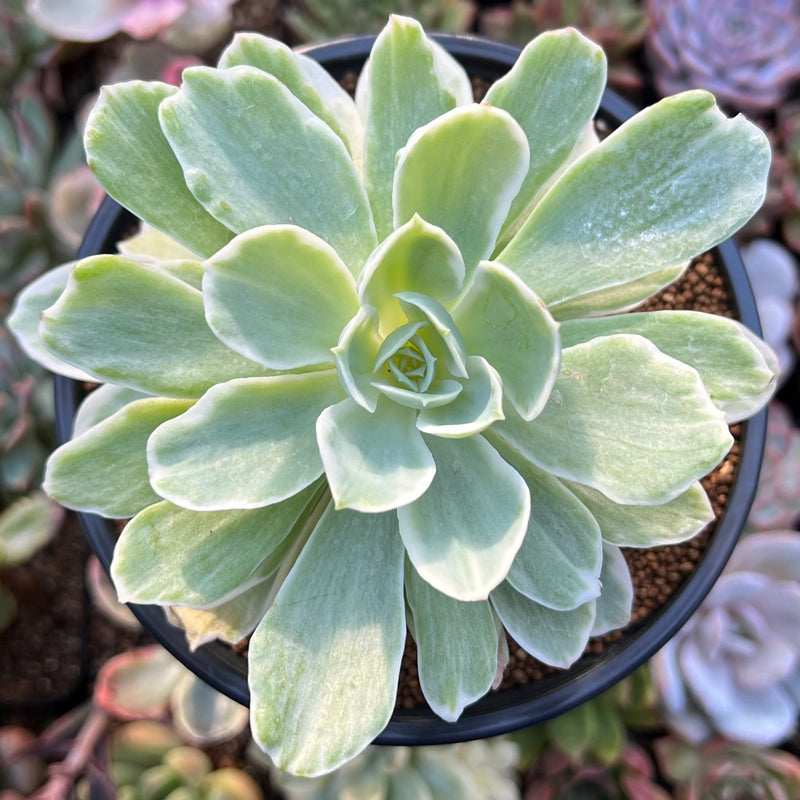 Echeveria 'Lemon Lime' Variegated 3" Succulent Plant