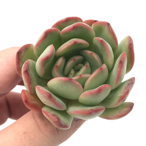 Echeveria sp. 3" Rare Succulent Plant