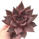 Echeveria Agavoides 'Red Ebony' Large Specimen 6" Rare Succulent Plant