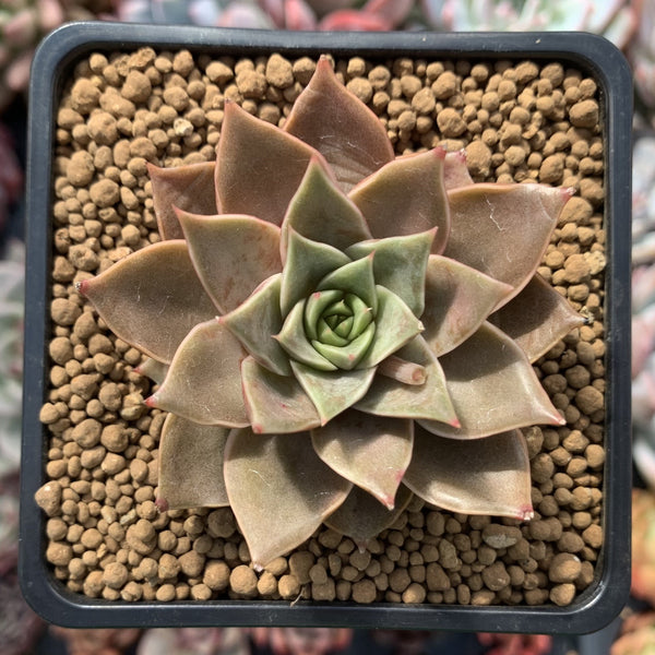 Echeveria 'Mystery Rose' 3" New Hybrid Succulent Plant