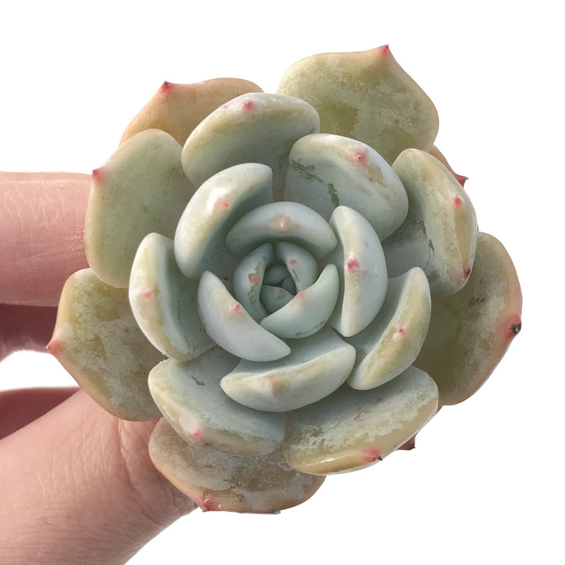 Echeveria 'Lehman' New Hybrid 1"-2" Succulent Plant