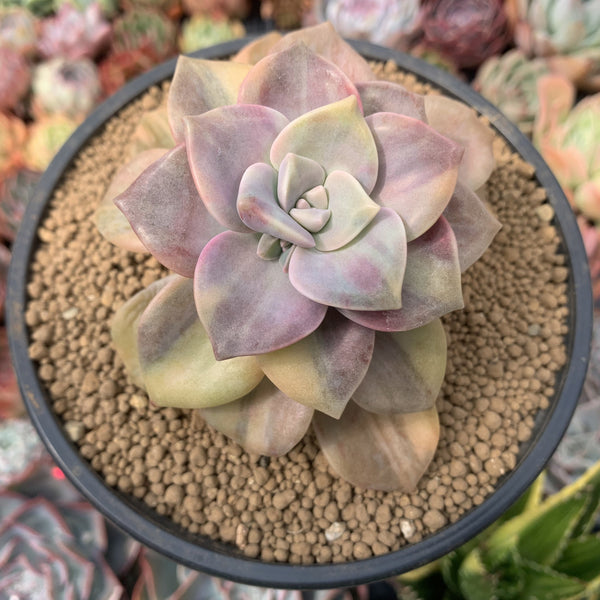 Graptopetalum 'Purple Delight' Variegated 4" Succulent Plant