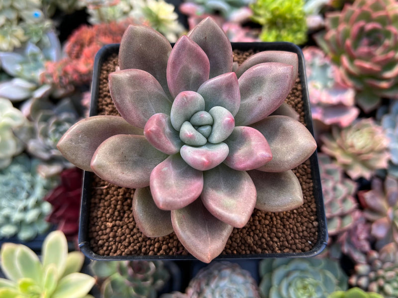 Graptoveria 'Ruby Donna' 3" Succulent Plant