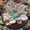 Graptoveria 'Opalina' Variegated 4" Succulent Plant