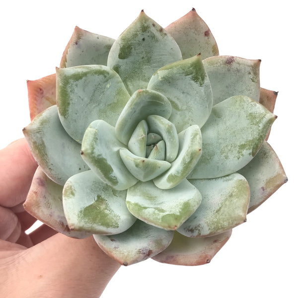 Echeveria 'Colorata' Hybrid 4” Powdery Succulent Plant