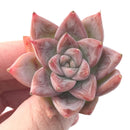 Echeveria sp. 2"-3" Succulent Plant