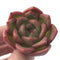 Echeveria Agavoides 'Champaign' 1" Succulent Plant